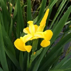 Yellow Iris thumbnail 3