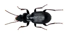 Pterostichus lachrymosus thumbnail 2