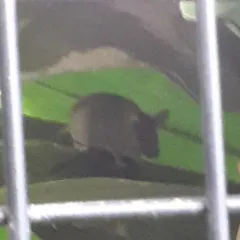 House Mouse thumbnail 5
