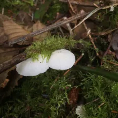 Fairy Parachutes thumbnail 3