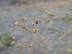 Glandular Baby's-breath thumbnail 4