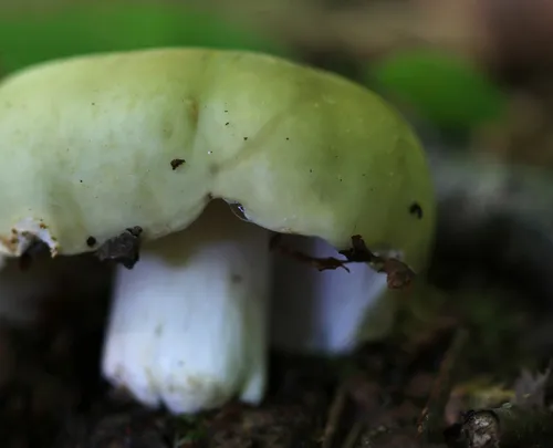 Variable Russula