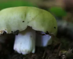 Variable Russula thumbnail 1