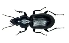 Pterostichus corvinus thumbnail 3