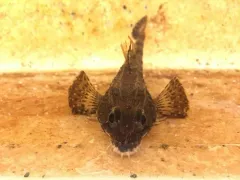 Northern Spearnose Poacher thumbnail 1