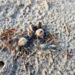 Smith's earthstar thumbnail 1