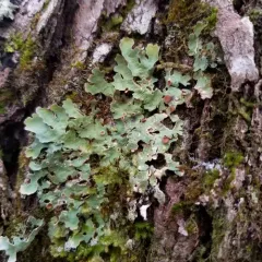 Smooth Lungwort thumbnail 3
