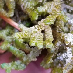 Wall Scalewort thumbnail 3