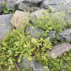 Wild radish thumbnail 2