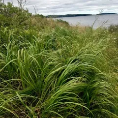 prairie cordgrass thumbnail 2