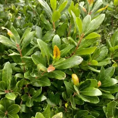 northern bayberry thumbnail 2
