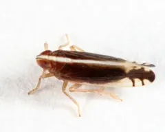 Stenocranus lautus thumbnail 2