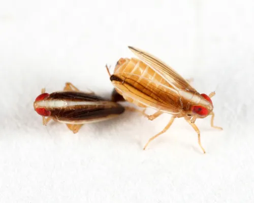 Kelisia spinosa