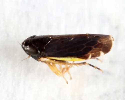 Planicephalus flavocostatus