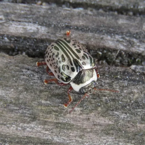 Common Willow Calligrapher Beetle