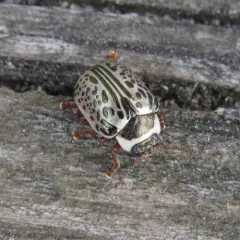 Common Willow Calligrapher Beetle thumbnail 1