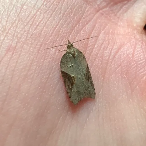MacDunnough's Acleris