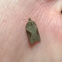 MacDunnough's Acleris thumbnail 1