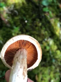 Cortinarius solis-occasus thumbnail 2