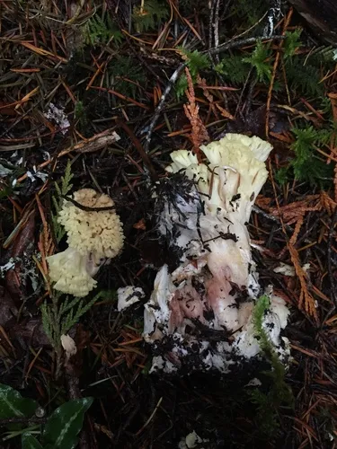 Ramaria rubiginosa