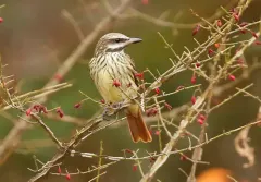 Sulphur-bellied Flycatcher thumbnail 3