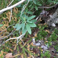 sheep laurel thumbnail 4