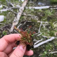 spoonleaf sundew thumbnail 5