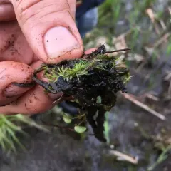 intermediate bladderwort thumbnail 4