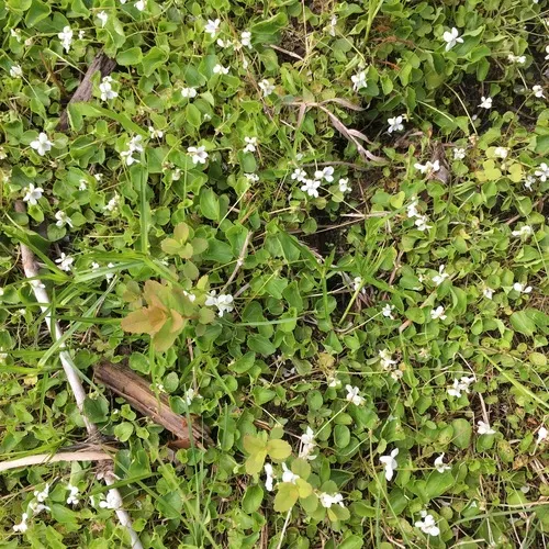northern white violet