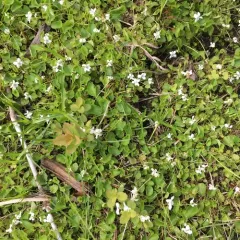 northern white violet thumbnail 1