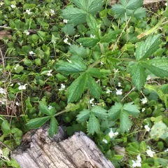 rough cinquefoil thumbnail 4