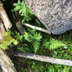 long beech fern thumbnail 4