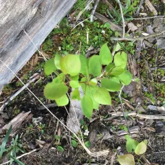 quaking aspen thumbnail 3