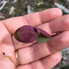 Fraser's marsh St. John's-wort thumbnail 5