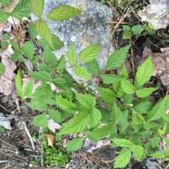 red raspberry thumbnail 2