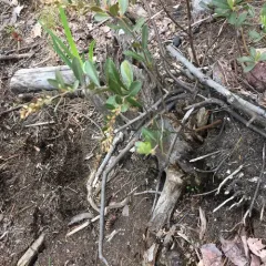 leatherleaf thumbnail 4