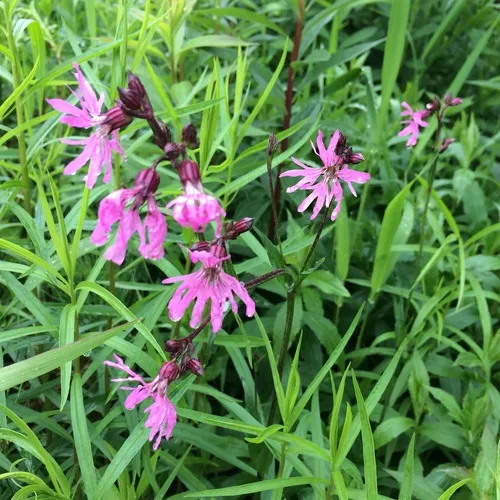 ragged-robin