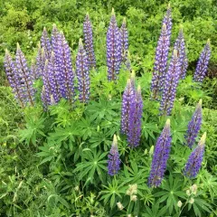 Large-leaved lupine thumbnail 2
