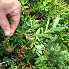 mountain fly-honeysuckle thumbnail 4