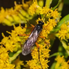 Pimpla pedalis thumbnail 1