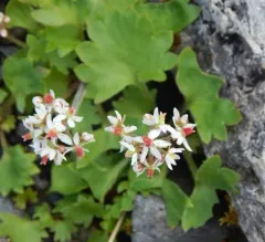 Heartleaf Saxifrage thumbnail 2