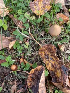 conical brittlestem thumbnail 2