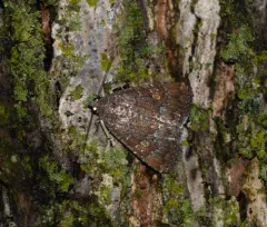 Eight-spot Moth thumbnail 3