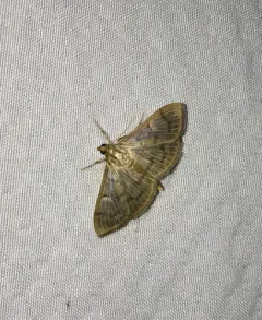 Herbivorous Patania Moth thumbnail 4