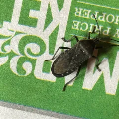 Squash Bug thumbnail 3