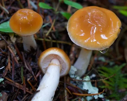 Thaxterogaster pluvius
