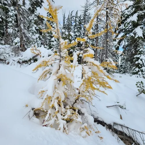 subalpine larch