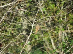 Red-backed Shrike thumbnail 2