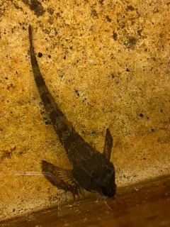 Northern Spearnose Poacher thumbnail 4