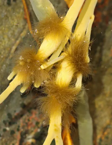 Elachista fucicola